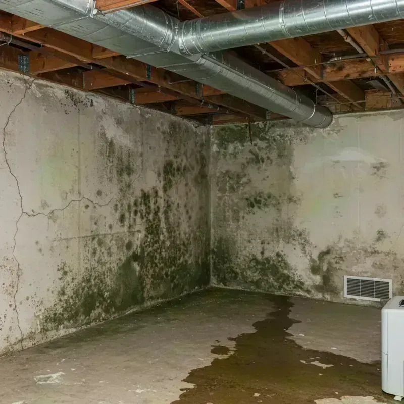 Professional Mold Removal in Jordan, NY